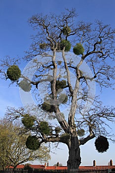 Mistletoe tree photo