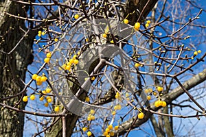 Mistletoe on a tree and a blue sky