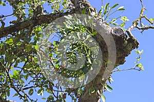 Mistletoe on a tree in front of the blue sky