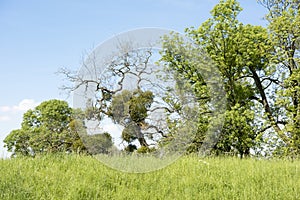 Muérdago sobre el un árbol 