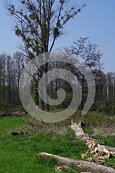 Trees in Spring near Burgau Castle, Germany photo