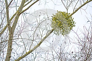 Mistletoe in a tree in wintertime