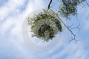 Mistletoe on twig