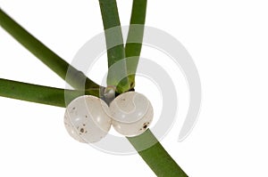 Mistletoe twig and berry