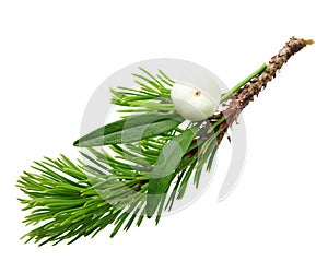 Mistletoe twig and fir tree branch