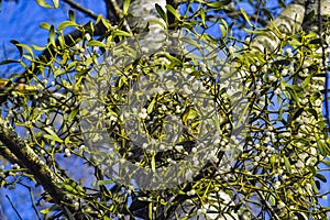 Mistletoe, Viscum album, on a birch in the autumn