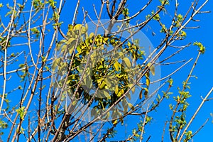 Mistletoe Viscum album growing on tree