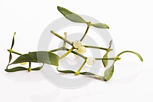 Mistletoe Viscum album isolated on white background