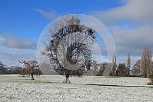 Mistletoe Clinging To Tree In Winter  Somerset  England. photo