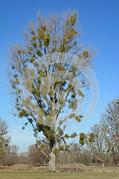 Mistletoe Viscum album on Poplar Tree,Rhineland,Germany