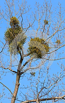 Mistletoe Viscum album on tree