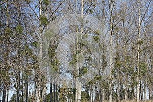 Mistletoe (Viscum album) woods