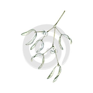 Mistletoe or Viscum branches with leaves and white berries. Christmas winter plant. Watercolor hand drawn illustration