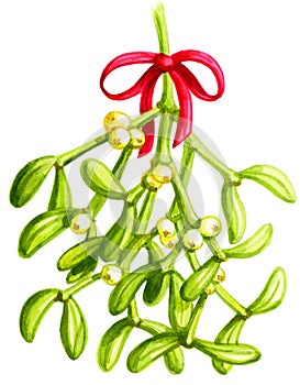 Mistletoe Watercolor