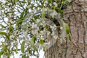 Mistletoe on a tree