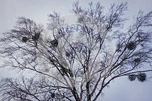 Mistletoes in Poland