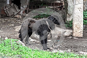 Mistreated Black Dog, Sad and Loosing Hair