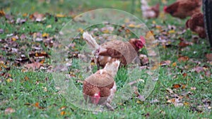 Mistreated chicken on free range chicken farm and stock breeding shows bad conditions in form of missing feathers sickness and dis