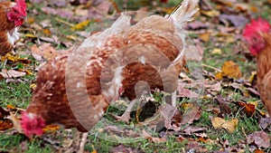 Mistreated chicken on free range chicken farm and stock breeding shows bad conditions in form of missing feathers sickness and dis