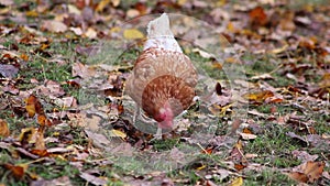 Mistreated chicken on free range chicken farm and stock breeding shows bad conditions in form of missing feathers sickness and dis