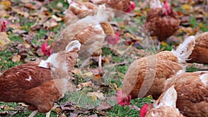 Mistreated chicken on free range chicken farm and stock breeding shows bad conditions in form of missing feathers sickness and dis