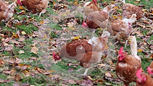 Mistreated chicken on free range chicken farm and stock breeding shows bad conditions in form of missing feathers sickness and dis