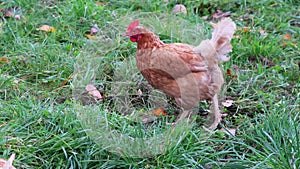 Mistreated chicken on free range chicken farm and stock breeding shows bad conditions in form of missing feathers sickness and dis