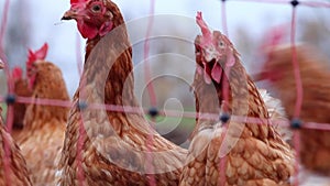 Mistreated chicken on free range chicken farm and stock breeding shows bad conditions in form of missing feathers sickness and dis