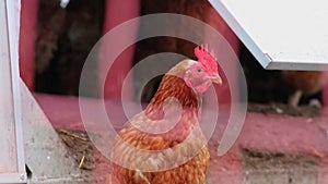 Mistreated chicken on free range chicken farm and stock breeding shows bad conditions in form of missing feathers sickness and dis