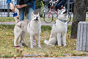 The mistress combes the wool of two beautiful Siberian huskies on the street during a morning walk.