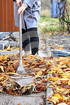 The mistress of the house rakes the fallen yellow leaves with a metal rake in the autumn garden