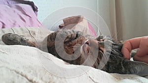 Mistress strokes sleeping cat on the forehead