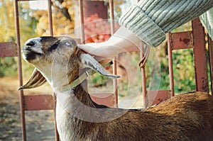 The mistress strokes a young Nubian goat.