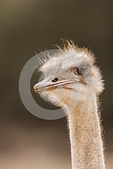 Mistrustful ostrich looking aside safari park