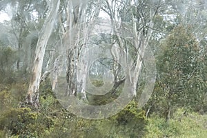 Misty Australian Bush