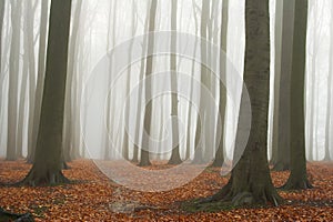 Misty autumn beech forest