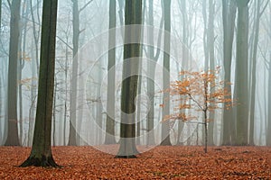 Misty autumn beech forest