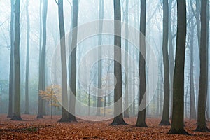 Misty autumn beech forest
