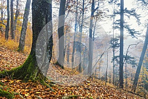 Misty autumn forest