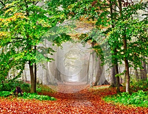 Misty Autumn Forest