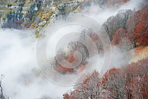 Misty autumn forest