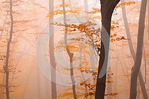 Misty autumn forest with colorful orange leaves