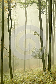 Misty autumn forest with early morning sun rays