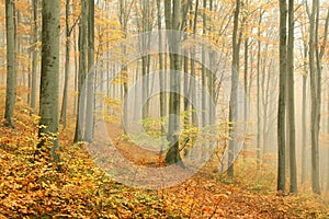 misty autumn forest in rainy weather autumnal deciduous on biskupia kopa mountain with beech trees covered yellow leaves the photo