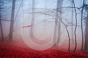 The misty autumn forest. Shallow depth of field