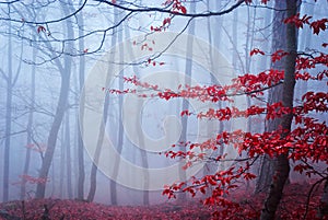 The misty autumn forest. Shallow depth of field