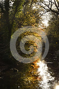 A misty autumn morning with colourful leaves reflecting in water