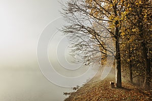 Misty autumn morning in the countryside. Autumn fall nature colors. Foggy morning outdoors. Colorful trees, fog and water.