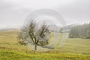 Misty autumn morning landscape with lonely tree