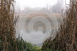 Misty autumn morning on the river. Rime on plants